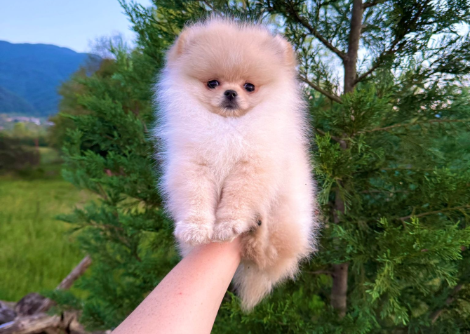 Teddy face pomeranian